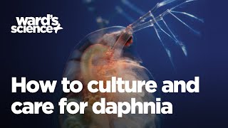 Caring and Culturing for Daphnia [upl. by Anoiek804]