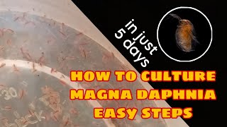 How to Culture Magna Daphnia Easily [upl. by Clymer]