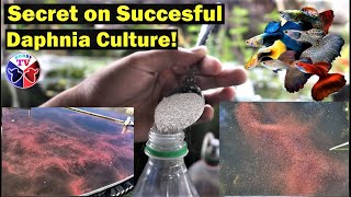 How to Culture Daphnia Successfully [upl. by Merrell707]