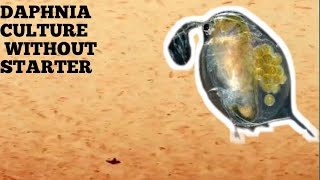 HOW TO CULTURE DAPHNIA NATURALLY WITHOUT A STARTER [upl. by Ganiats258]