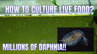 How to Culture Daphnia Secret Method to Breed MILLIONS  Simply Aquatic [upl. by Serle]