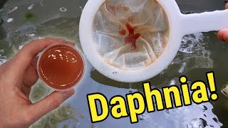 How I Culture Daphnia In Outdoor Tubs [upl. by Hentrich932]