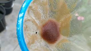 How to culture daphnia moina in a small container Part 1 English Subtitle [upl. by Hallam824]