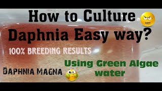 Daphnia MagnaHow to Culture Daphnia Easy wayCulturing Daphnia using Green water Daphnia [upl. by Ennazus644]