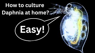 BEST Live Fish Food Beginner guide How to Culture Daphnia at home [upl. by Earla]