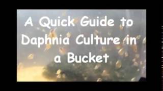 How to culture daphnia outside [upl. by Linus]