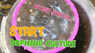 How to culture daphnia moina the easy way 1  Starting the Daphnia culture [upl. by Shelia]