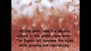 Daphnia  How to grow daphnia in your home [upl. by Garling]