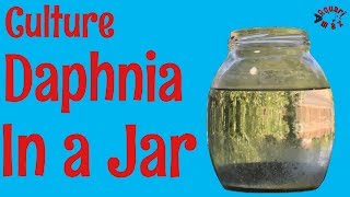 How to Culture Daphnia in a Jar [upl. by Sirrad352]