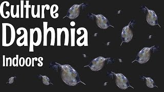 How to Culture Daphnia [upl. by Granlund]