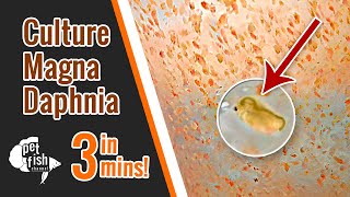 How to culture DAPHNIA MAGNA  The easy way [upl. by Ahsinna]