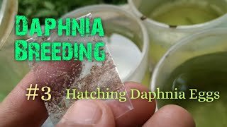 Daphnia Culture made simple and easy 3  Hatching Daphnia eggs [upl. by Srevart]