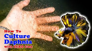 How to Culture Daphnia with ZERO Cost  Unlimited Live Food For Our Fish [upl. by Nahtanoj947]