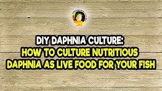 DIY Daphnia Culture How to Culture Nutritious Daphnia as Live Food for Your Fish [upl. by Eniksre]