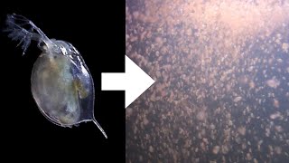 How I Culture Daphnia [upl. by Leroy]