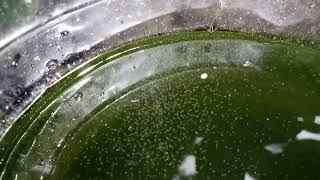 DAPHNIA MOINA CULTURE IN A SMALL BUCKET [upl. by Monjan]