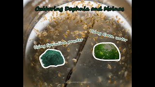 How To Culture Daphnia and Moinas using Green Water Spirulina powder [upl. by Aelahs97]