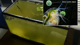 Raising Daphnia for the Freshwater Aquarium [upl. by Maryanne]