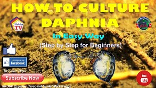 HOW TO CULTURE DAPHNIA In Easy Way [upl. by Larkins]